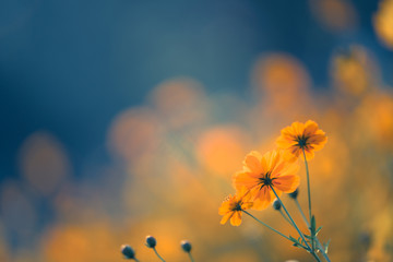 国产车在浙江能开吗